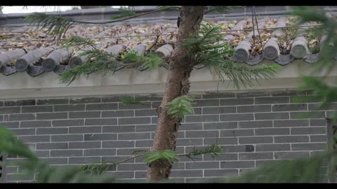 Tree Branches in Front of Traditional Brick Wall with Tile Roof, No People Video stock 330690087