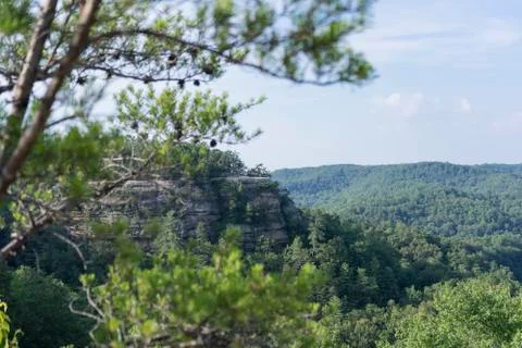 Tree branches in front of valley view Stock Photos