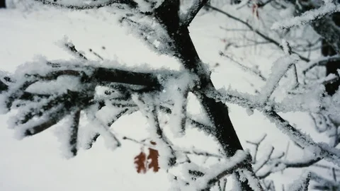 Tree branches in frost in winter close-up 4K Stock Footage 100708837
