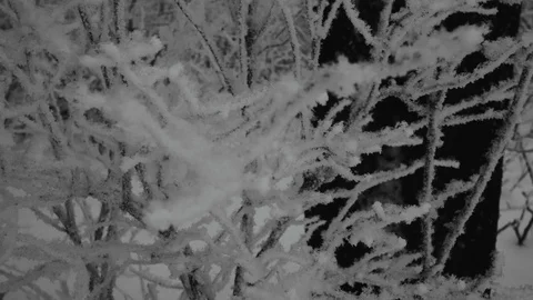 Tree branches in frost in winter close-up 4K Stock Footage 100708864