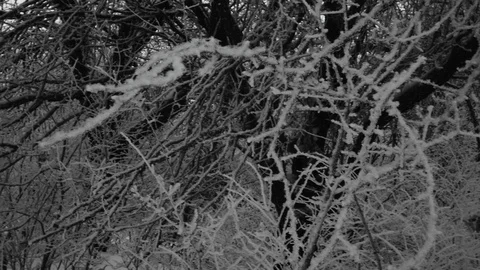 Tree branches in frost in winter close-up 4K Stock Footage 100708901