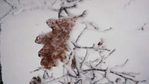 Tree branches in frost in winter close-up 4K Stock Footage 100708926