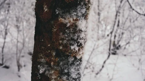 Tree branches in frost in winter close-up 4K Stock Footage 100708956