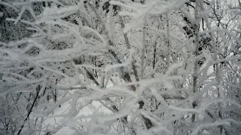 Tree branches in frost in winter close-up 4K Stock Footage 100708983