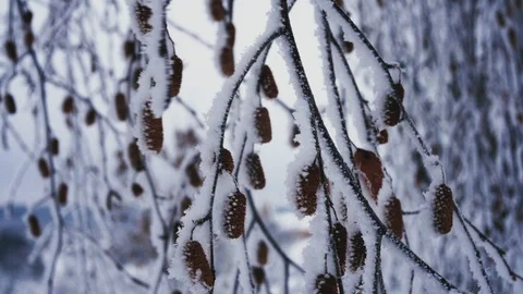 Tree branches in frost in winter close-up 4K Stock Footage 100709033