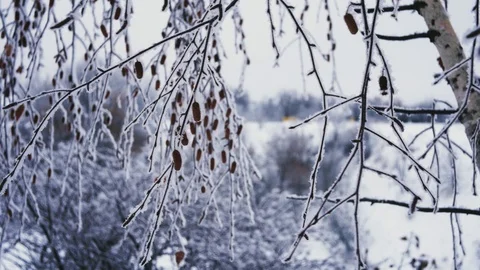 Tree branches in frost in winter close-up 4K Stock Footage 100709082
