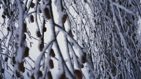 Tree branches in frost in winter close-up 4K Stock Footage 100709167