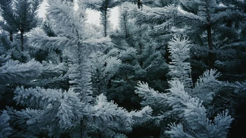 Tree branches in frost in winter close-up 4K Stock Footage 100709198