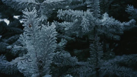 Tree branches in frost in winter close-up 4K Stock Footage 100709231