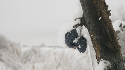 Tree branches in frost in winter close-up 4K Stock Footage 100709365