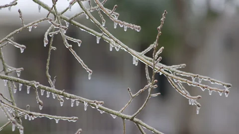 Tree branches frozen during winter Stock Footage 148594933