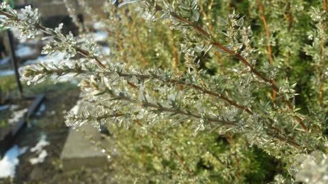 Tree branches frozen in an ice storm. Frost tree Foto stock
