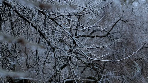 Tree branches frozen in thick ice. Close up of the forest covered in icicles.   Vídeos de archivo 102530787