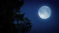 Tree Branches With Full Moon In The Forest Stock Footage