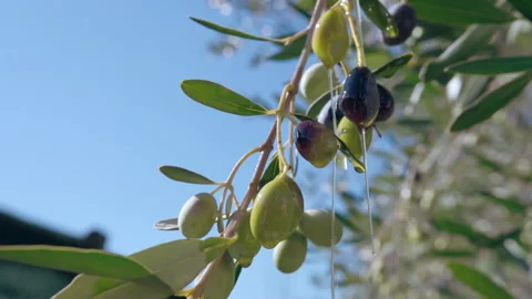 Tree branches full of olives waving in breeze in sunlight, agriculture industry Stock Footage 165952875
