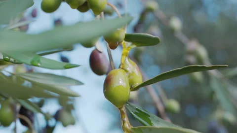 Tree branches full of olives waving in breeze in sunlight, green and black olive Stock Footage 234977573