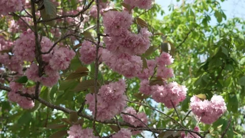 Tree branches full of pink blossoms shot from underneath a tree, regular speed Stock Footage 307398198