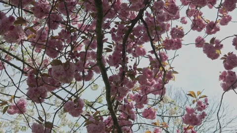 Tree branches full of pink blossoms shot from underneath, slomo Stock Footage 307398240