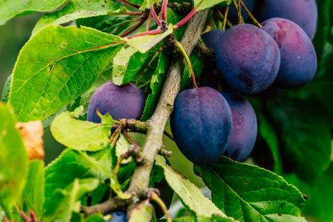 Tree Branches Full of Plums in the Garden, Vegetation Background Stock-Fotos