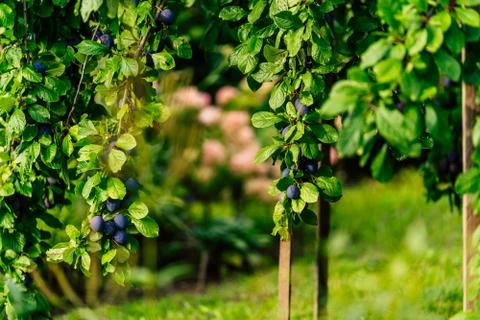 Tree Branches Full of Plums in the Garden, Vegetation Background Stockfoto's