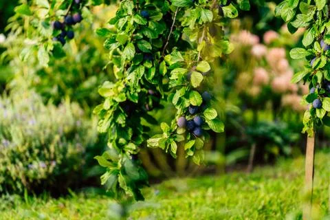 Tree Branches Full of Plums in the Garden, Vegetation Background Stock-Fotos