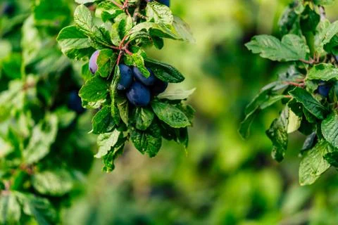 Tree Branches Full of Plums in the Garden, Vegetation Background Foto stock