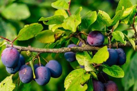 Tree Branches Full of Plums in the Garden, Vegetation Background - Sunny Autu Stockfoto's