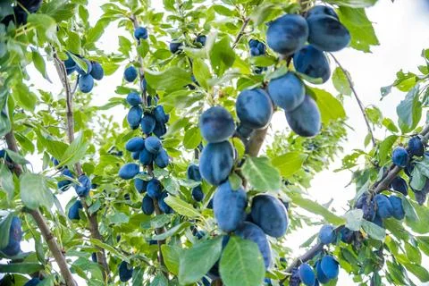 Tree Branches Full of Plums in the Garden Vegetation Background Sunny Autumn Day Stock Photos