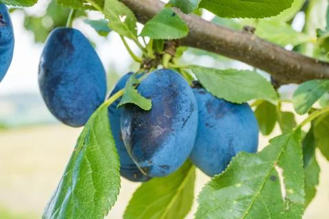Tree Branches Full of Plums in the Garden Vegetation Background Sunny Autumn Day Stock Photos