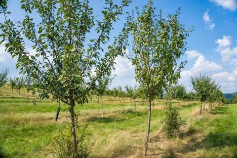 Tree Branches Full of Plums in the Garden Vegetation Background Sunny Autumn Day Stock Photos
