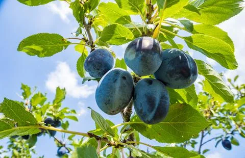 Tree Branches Full of Plums in the Garden Vegetation Background Sunny Autumn Day Stock Photos
