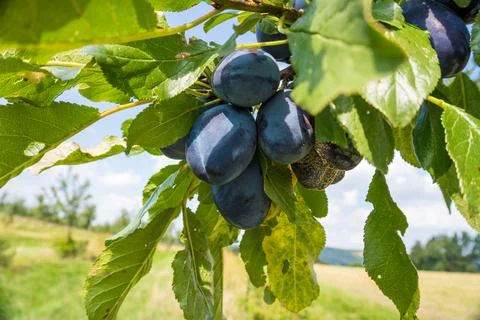 Tree Branches Full of Plums in the Garden Vegetation Background Sunny Autumn Day Stock Photos