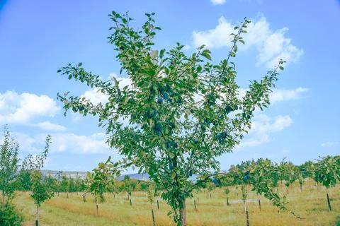 Tree Branches Full of Plums in the Garden Vegetation Background Sunny Autumn Day Stock Photos