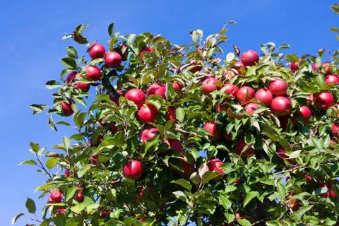 Tree branches full of red apples against blue sky. Stock Photos