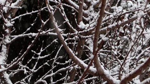 Tree branches full of snow with falling snow Stock Footage 147457716