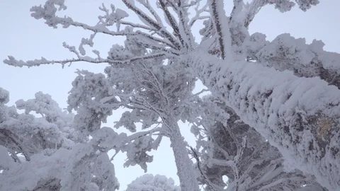 Tree branches full of snow Stock Footage 86221179