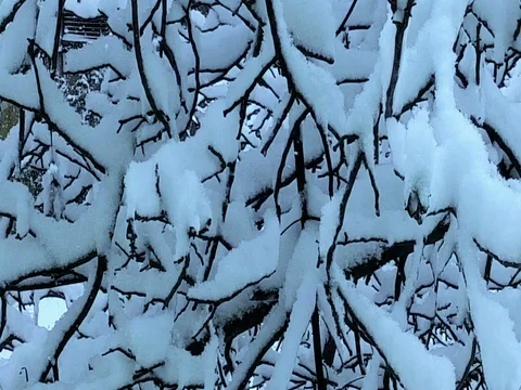 Tree branches full with snow,falling snow Stock Footage 72332162