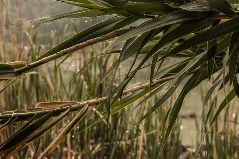 Tree branches full of water drops Stock Photos