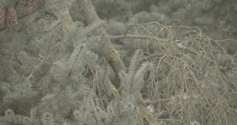 Tree Branches Gently Blowing in the Wind 動画素材 106171142