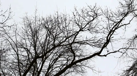 Tree branches on Gloomy Sky Stock Footage 44635193