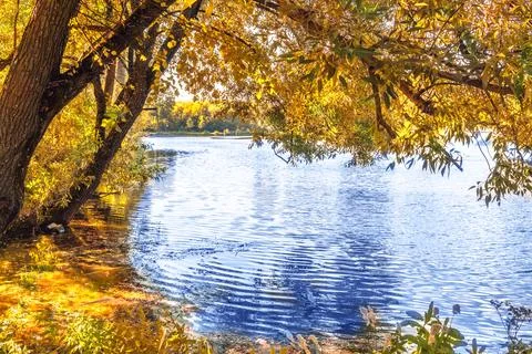 Tree branches with golden autumn leaves, illuminated by sun, hang over quiet  Stock Photos