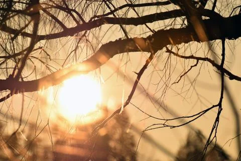 Tree branches in golden light Stock Photos