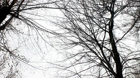 Tree Branches Gray Sky Background Stock Footage 38281143