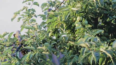 Tree branches with green apples. Close up Stock Footage 92052049
