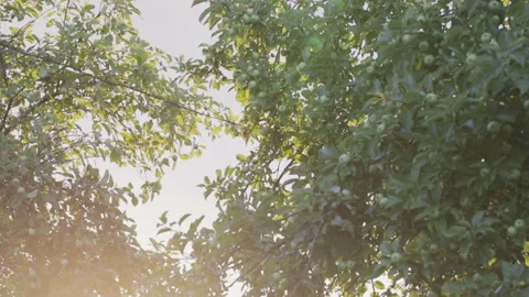 Tree branches with green apples . Stock Footage 92050841