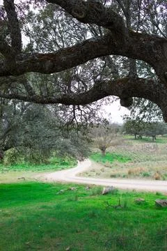 Tree branches in a green field Stock Photos