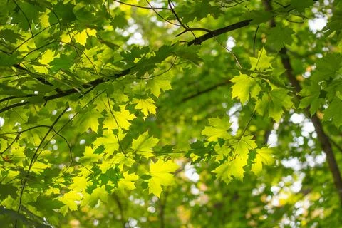 Tree branches in green foliage, bottom view Stock Photos