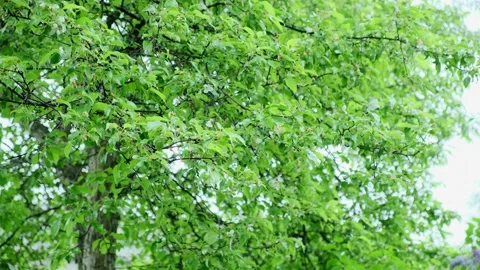 Tree branches with green foliage swing in strong winds during rain. Close-up. Stock Footage 247177486