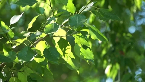 Tree branches with green fresh leaves sway in wind Video stock 244695595