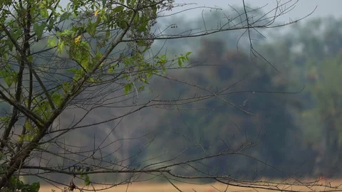 Tree branches with green leaves against soft forest background Stock Footage 325069591